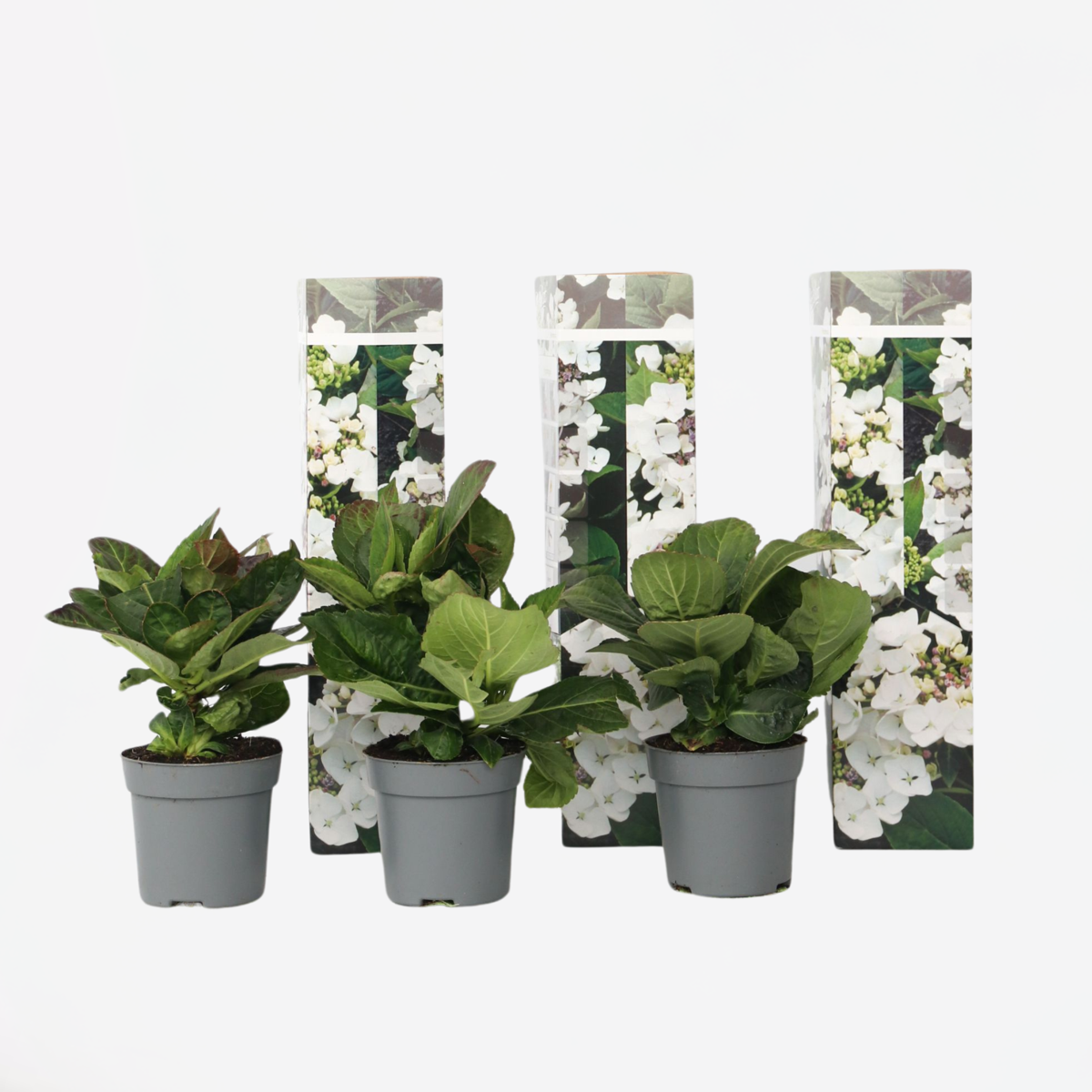 Florastore Hortensia - Set Om 3 - Hydrangea Macrophylla Teller - Höjd 25-40Cm - ⌀9Cm