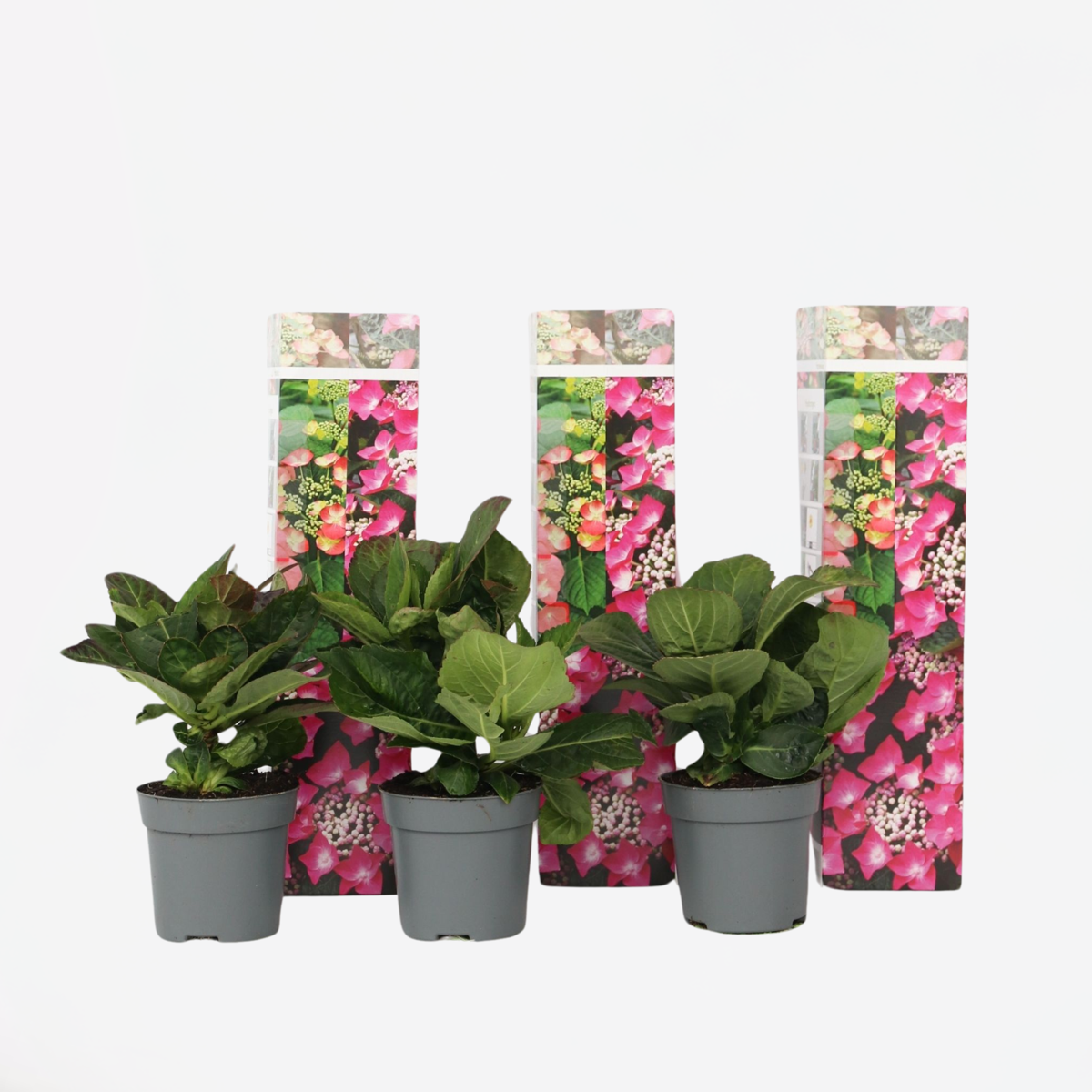 Florastore Hortensia - Set Om 3 - Hydrangea Macrophylla - Höjd 25-40Cm - ⌀9Cm