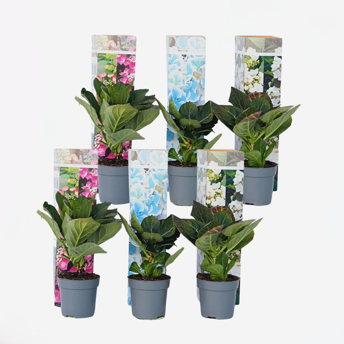 Florastore Hortensia - Set Om 6 - Hydrangea Macrophylla - Höjd 25-40Cm - ⌀9Cm