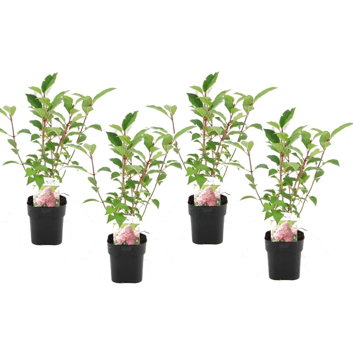 Florastore Hortensia - Set Om 4 - Hydrangea Paniculata - Höjd 30-40Cm - ⌀17Cm