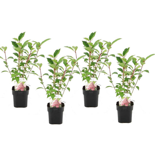 Florastore Hortensia - Set Om 4 - Hydrangea Paniculata - Höjd 30-40Cm - ⌀17Cm