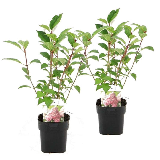 Florastore Hortensia - Set Om 2 - Hydrangea 'Pink Diamond' - Höjd 30-40Cm - ⌀17Cm