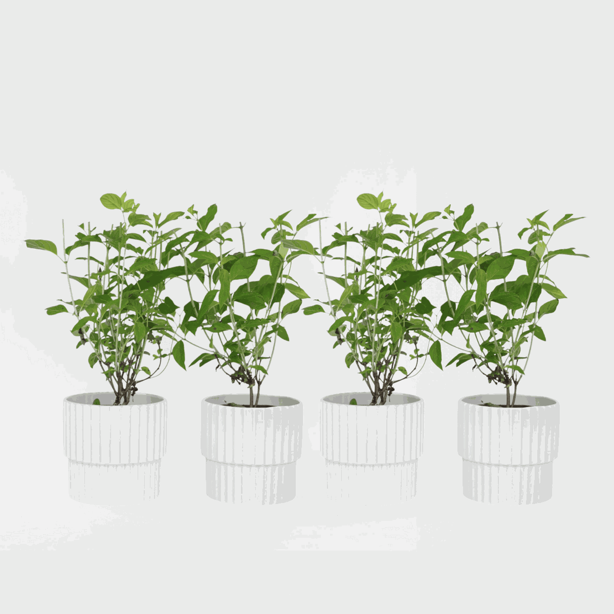 Florastore Hortensia - Set Om 4 - Hydrangea Paniculata 'Grandiflora' - Höjd 30-40Cm - ⌀17Cm