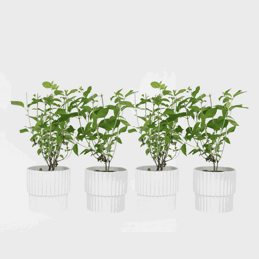 Florastore Hortensia - Set Om 4 - Hydrangea Paniculata 'Grandiflora' - Höjd 30-40Cm - ⌀17Cm