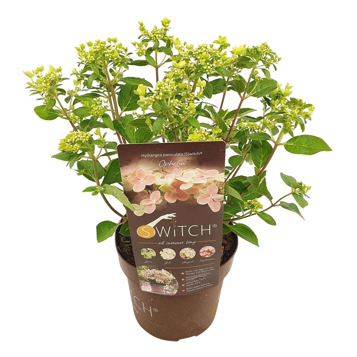 Florastore Hortensia - Hydrangea Paniculata '(S)Witch Ophelia' - Höjd 30-40Cm - ⌀19Cm