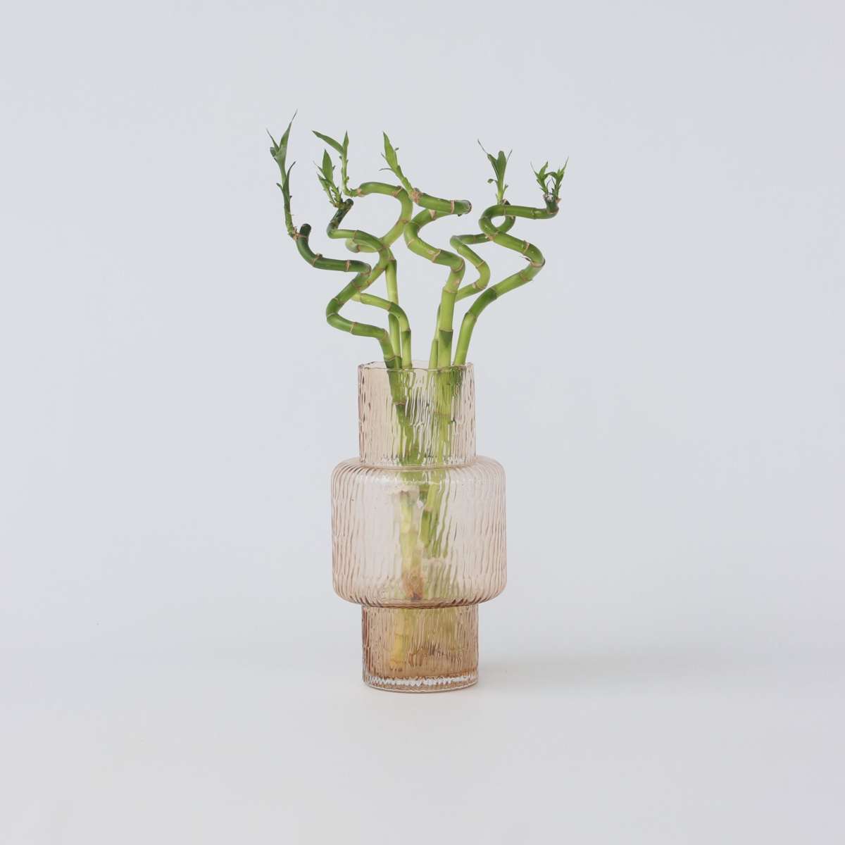 Florastore Banddracena - Set Om 12 - Dracaena Sanderiana - Höjd 40-50Cm - ⌀2Cm