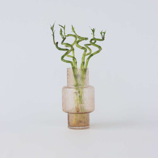 Florastore Banddracena - Set Om 12 - Dracaena Sanderiana - Höjd 40-50Cm - ⌀2Cm