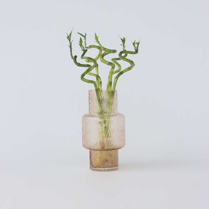 Dracaena Banddracena - Set Om 12 - Dracaena Sanderiana - Höjd 40-50Cm - ⌀2Cm