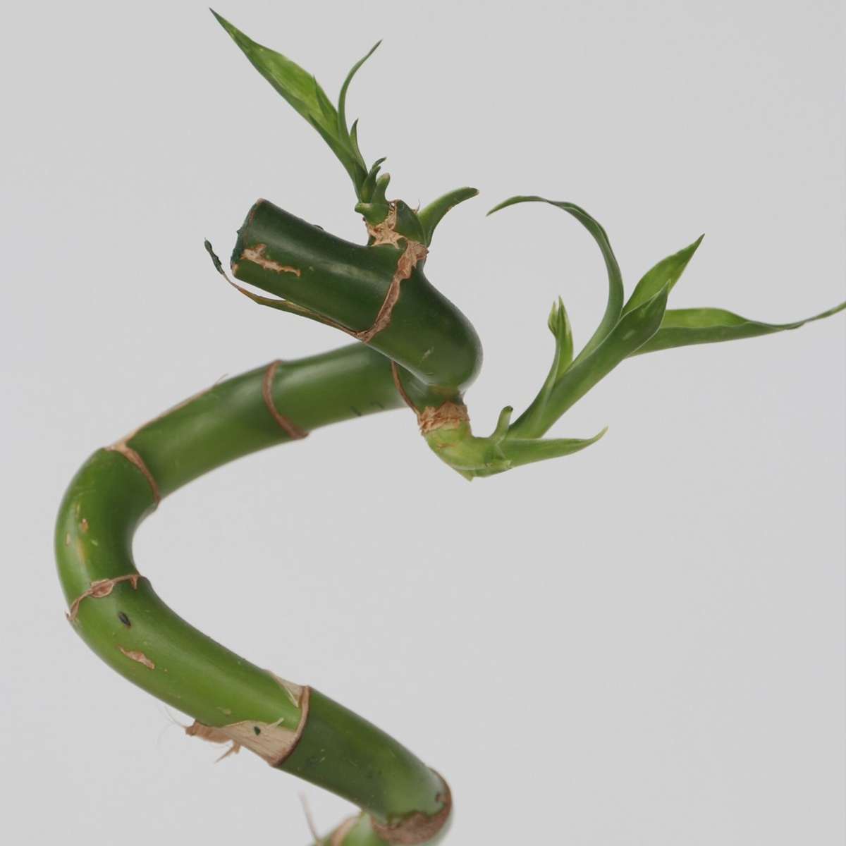 Dracaena Banddracena - Set Om 12 - Dracaena Sanderiana - Höjd 40-50Cm - ⌀2Cm