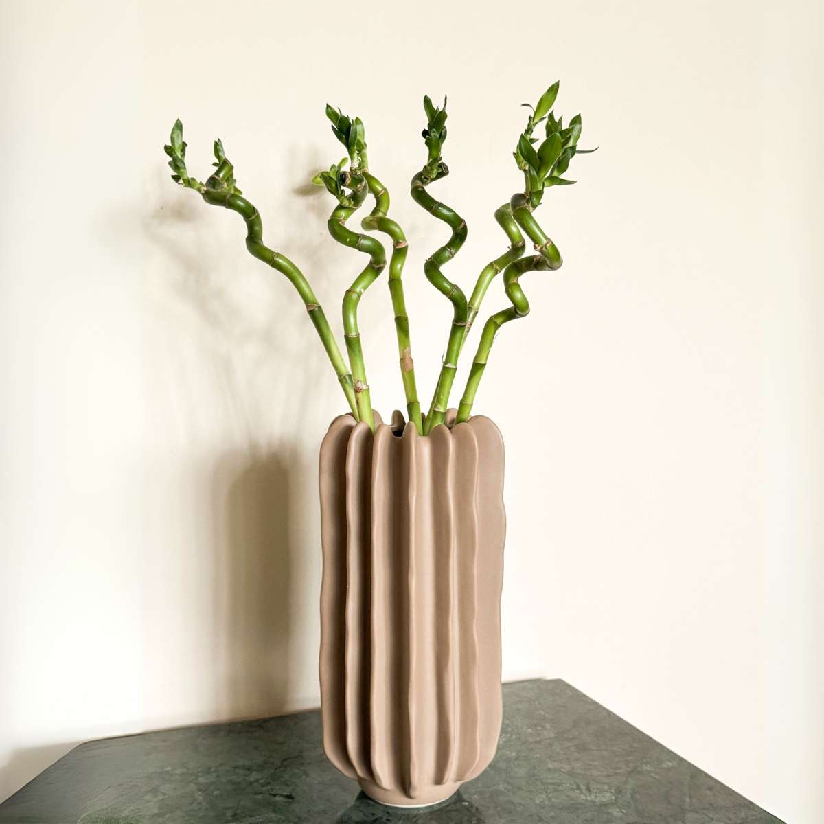 Dracaena Banddracena - Set Om 12 - Dracaena Sanderiana - Höjd 40-50Cm - ⌀2Cm