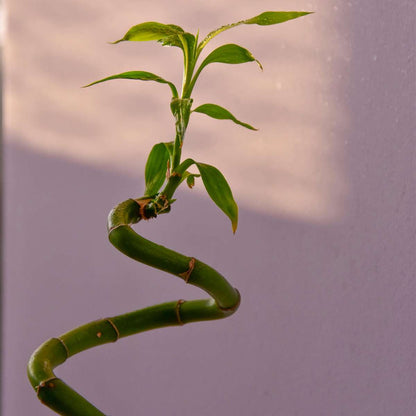 Dracaena Banddracena - Set Om 12 - Dracaena Sanderiana - Höjd 40-50Cm - ⌀2Cm