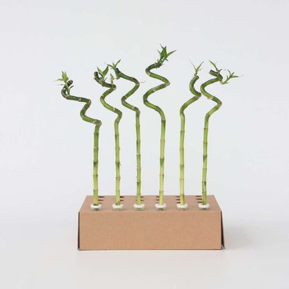 Dracaena Banddracena - Set Om 12 - Dracaena Sanderiana - Höjd 40-50Cm - ⌀2Cm