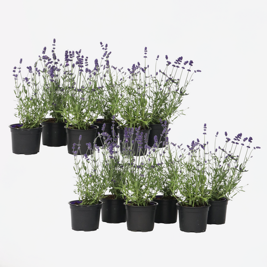 Florastore Lavendelträd - Set Om 12 - Lavandula Angustifolia - Höjd 10-15Cm - ⌀10,5Cm