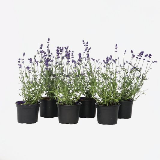 Florastore Lavendelbuskar - Set Om 6 - Lavandula Angustifolia - Höjd 10-15Cm - ⌀10,5Cm