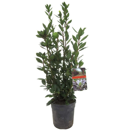 Florastore Lagerbladsträd - Laurus Nobilis - Höjd 90-100Cm - ⌀21Cm