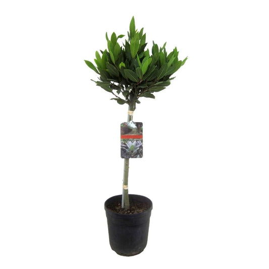 Florastore Lagerbladsträd - Laurus Nobilis - Höjd 90-100Cm - ⌀21Cm