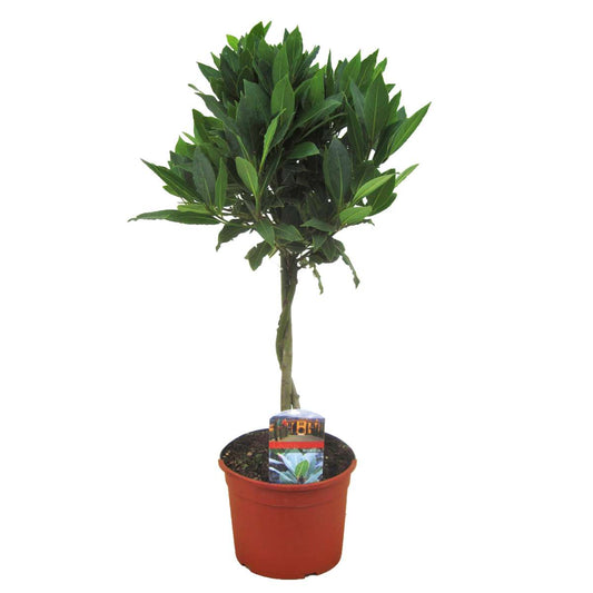 Florastore Lagerbladsträd - Laurus Nobilis - Höjd 60-70Cm - ⌀17Cm