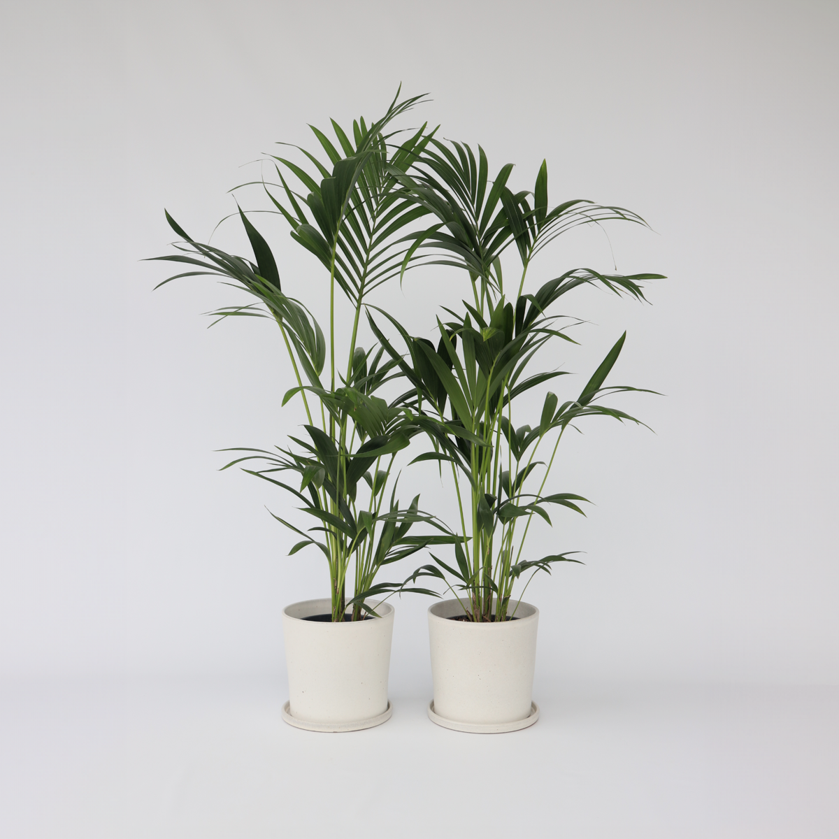 Florastore Förmakspalm - Set Om 2 - Howea Forsteriana - Höjd 90-100Cm - ⌀18Cm