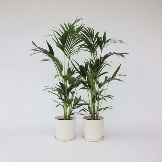 Florastore Förmakspalm - Set Om 2 - Howea Forsteriana - Höjd 90-100Cm - ⌀18Cm