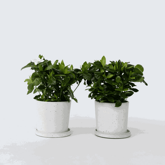 Florastore Kapjasmin - Set Om 2 - Gardenia Jasminoides - Höjd 20-30Cm - ⌀13Cm