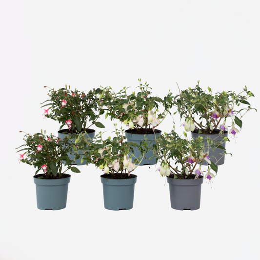 Florastore Scharlakansfuchsia - Set Om 6 - Fuchsia Magellanica - Höjd 10-20Cm - ⌀9Cm