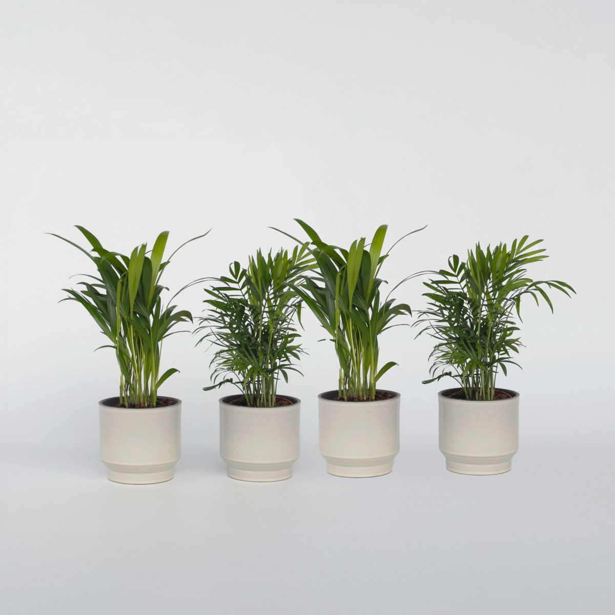 Florastore Mini Inomhus Palmen - Set Om 4 - Dypsis, Chamaedorea - Höjd 25-40Cm - ⌀12Cm