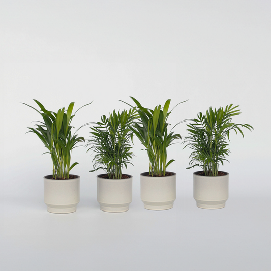 Florastore Mini Inomhus Palmen - Set Om 4 - Dypsis, Chamaedorea - Höjd 25-40Cm - ⌀12Cm