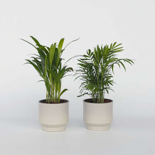 Florastore Mini Inomhus Palmen - Set Om 2 - Dypsis, Chamaedorea - Höjd 25-40Cm - ⌀12Cm