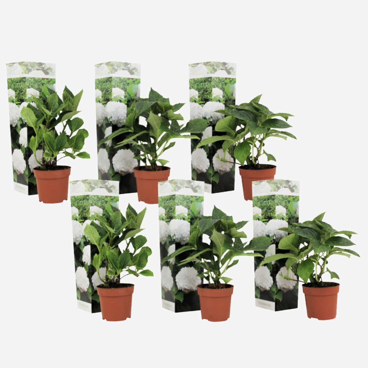 Florastore Hortensia - Set Om 6 - Hydrangea Macrophylla 'Wudu' - Höjd 25-40Cm - ⌀9Cm