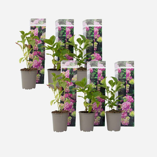 Florastore Hortensia - Set Om 6 - Hydrangea Macrophylla 'Early Pink' - Höjd 25-40Cm - ⌀9Cm