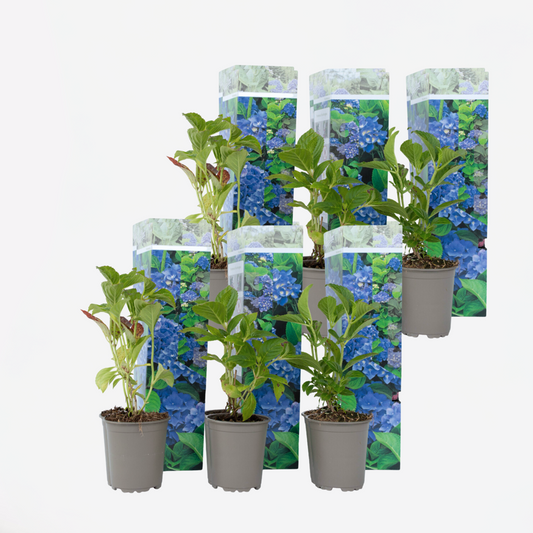 Florastore Hortensia - Set Om 6 - Hydrangea Macrophylla 'Early Blue' - Höjd 25-40Cm - ⌀9Cm