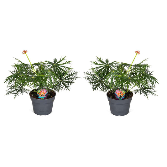 Florastore Flaskjatrofa - Set Om 2 - Jatropha Multifida - Höjd 40-50Cm - ⌀17Cm