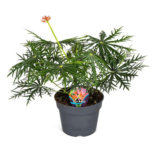 Florastore Flaskjatrofa - Jatropha Multifida - Höjd 40-50Cm - ⌀17Cm