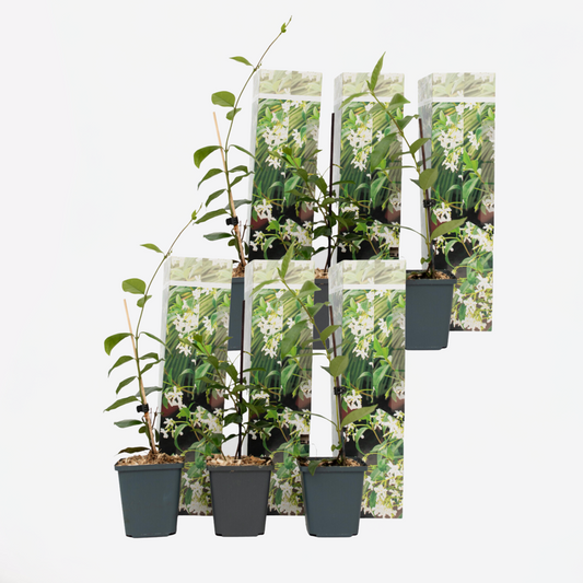 Florastore Toskansk Jasmin - Set Om 6 - Trachelospermum Jasminoides - Höjd 25-40Cm - ⌀9Cm