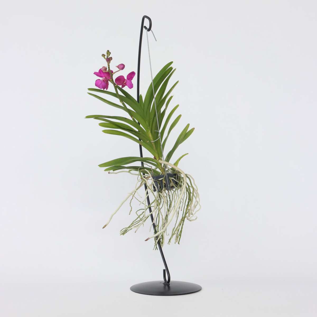 Florastore Vanda Orkidé - Vanda 'Pink' - Höjd 45-55Cm