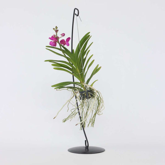 Florastore Vanda Orkidé - Vanda 'Pink' - Höjd 45-55Cm