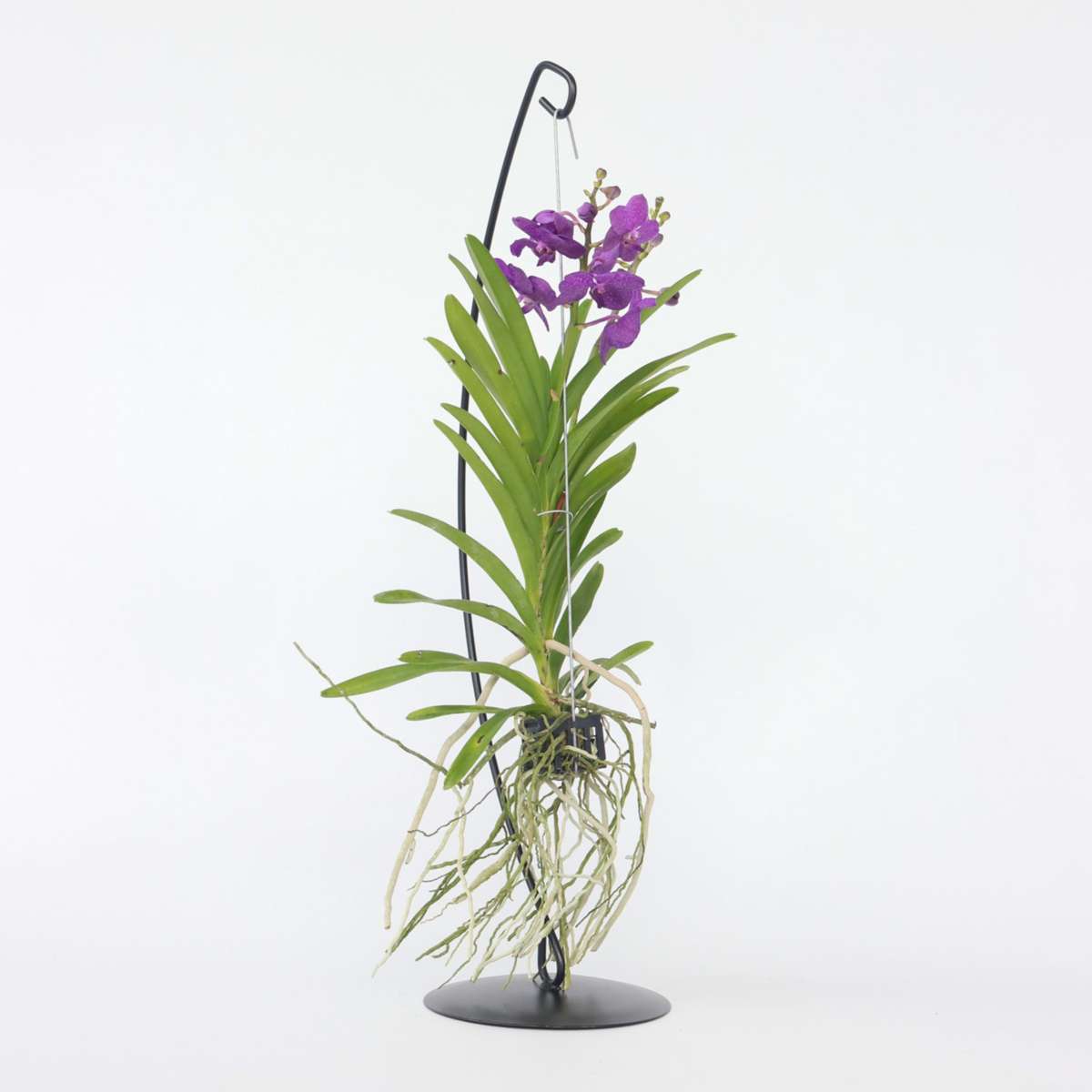 Florastore Vanda Orkidé - Vanda 'Blue' - Höjd 45-55Cm
