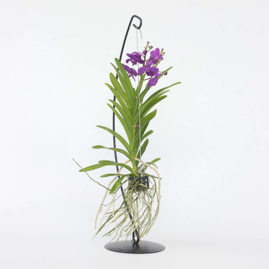 Florastore Vanda Orkidé - Vanda 'Blue' - Höjd 45-55Cm