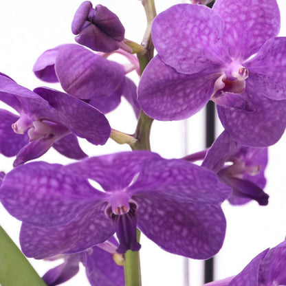 Vanda Orkidé - Vanda 'Blue' - Höjd 45-55Cm
