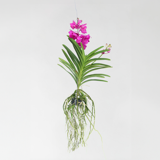 Vanda Orkidé - Vanda 'Tayanee Cerise' - Höjd 55-65Cm