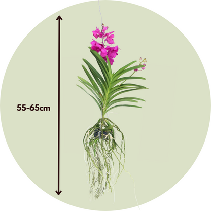 Vanda Orkidé - Vanda 'Tayanee Cerise' - Höjd 55-65Cm