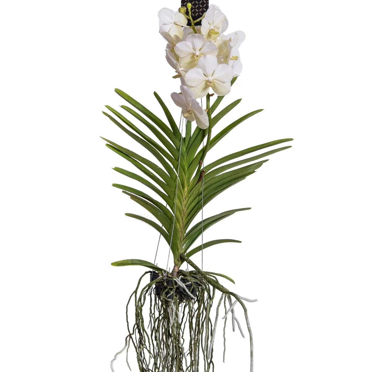 Vanda Orkidé - Vanda 'White' - Höjd 55-65Cm