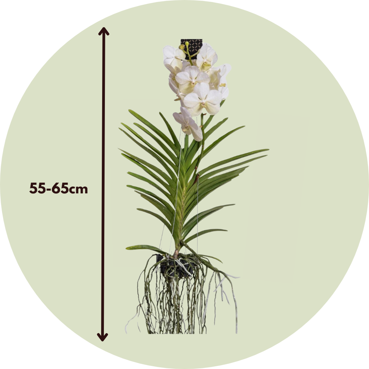 Vanda Orkidé - Vanda 'White' - Höjd 55-65Cm