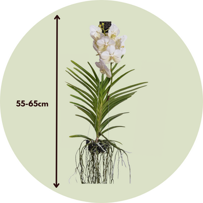 Vanda Orkidé - Vanda 'White' - Höjd 55-65Cm