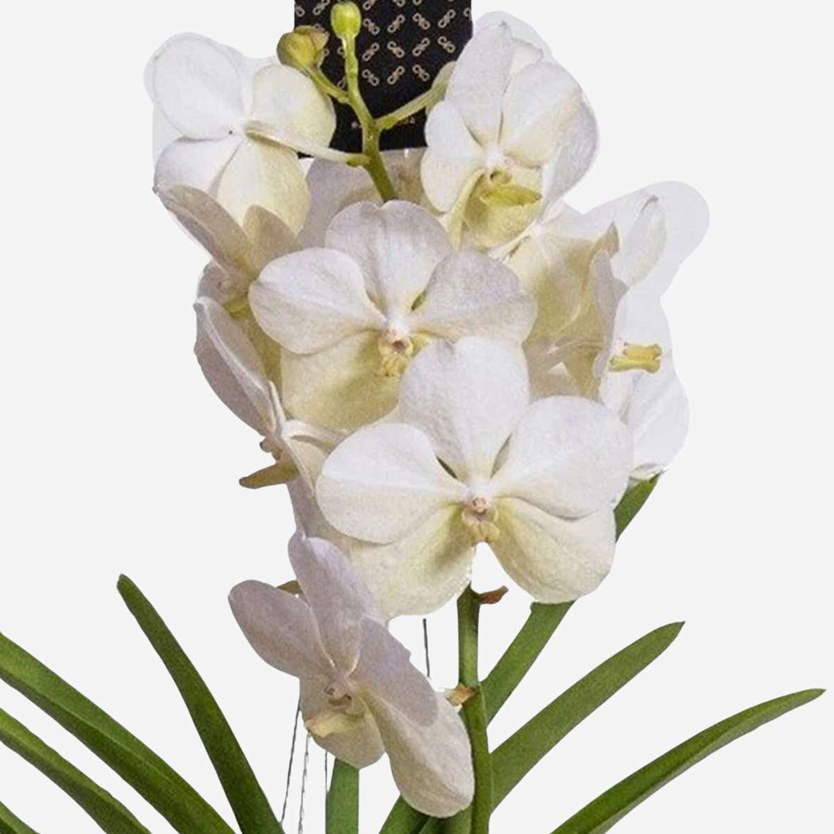 Vanda Orkidé - Vanda 'White' - Höjd 55-65Cm