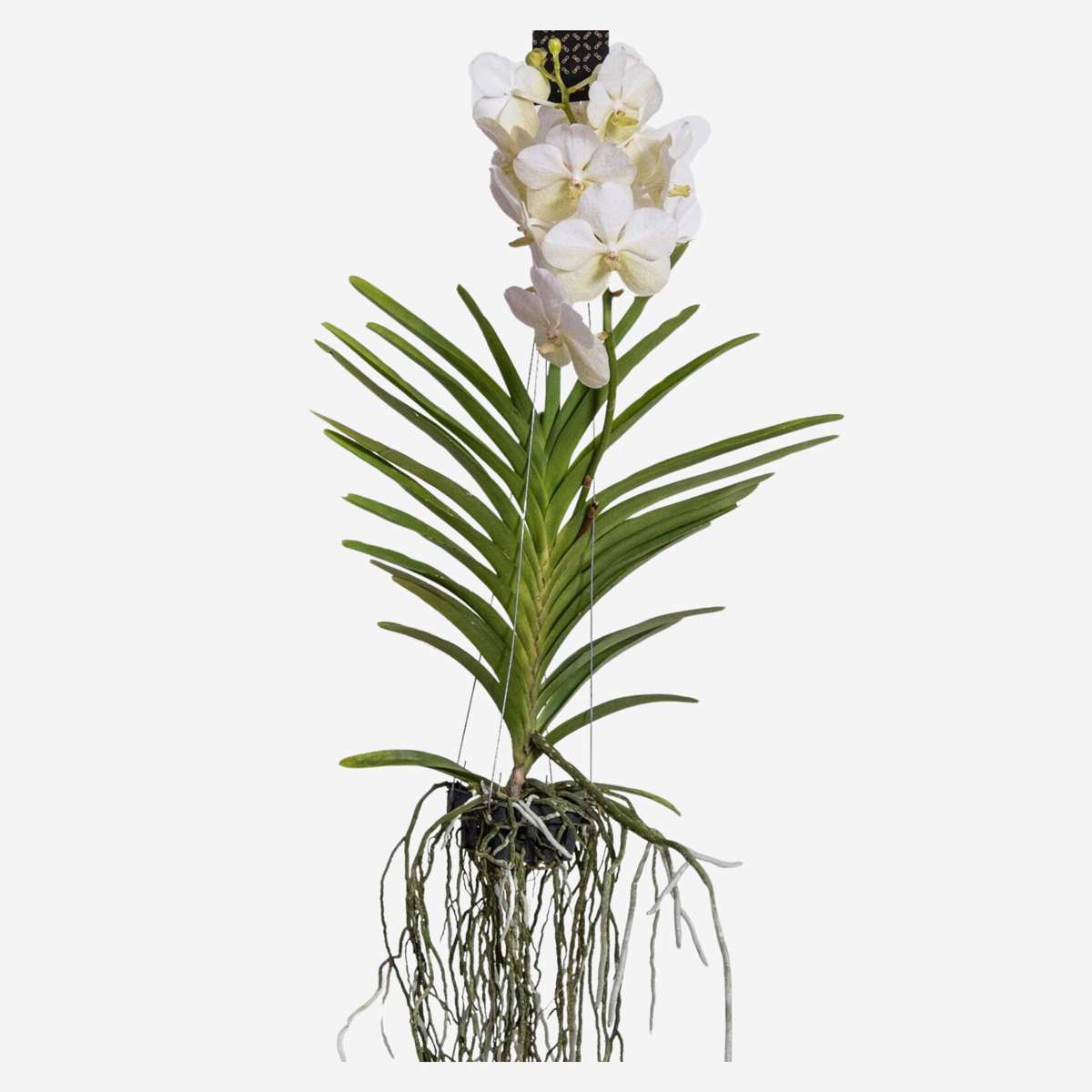 Vanda Orkidé - Vanda 'White' - Höjd 55-65Cm
