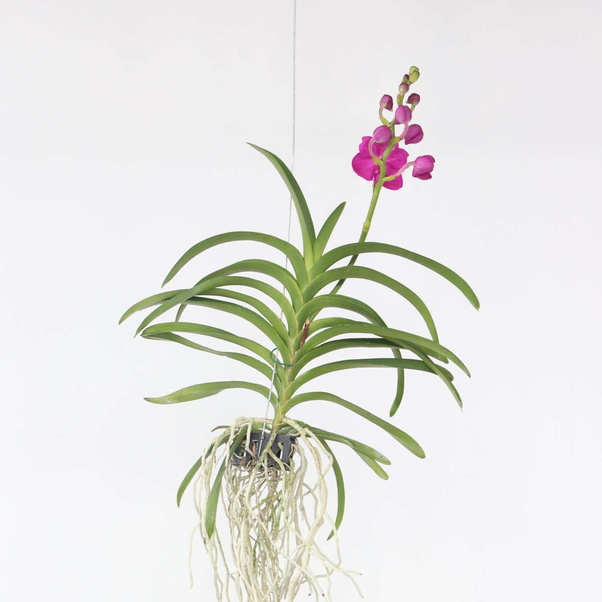 Florastore Vanda Orkidé - Vanda 'Pink' - Höjd 55-65Cm