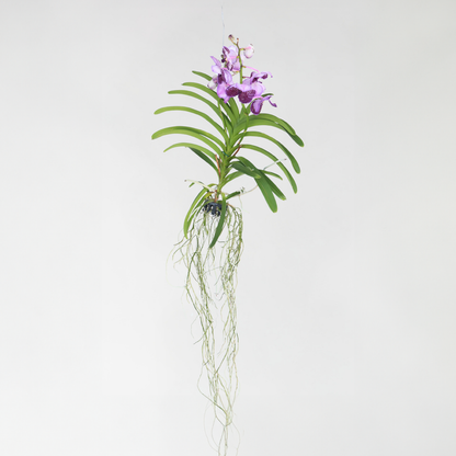 Vanda Orkidé - Vanda 'Lila' - Höjd 55-65Cm