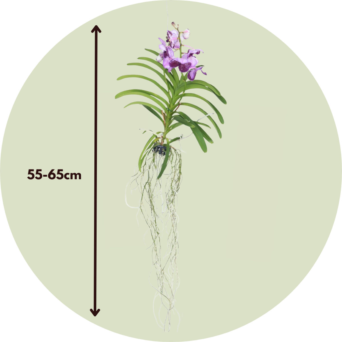 Vanda Orkidé - Vanda 'Lila' - Höjd 55-65Cm