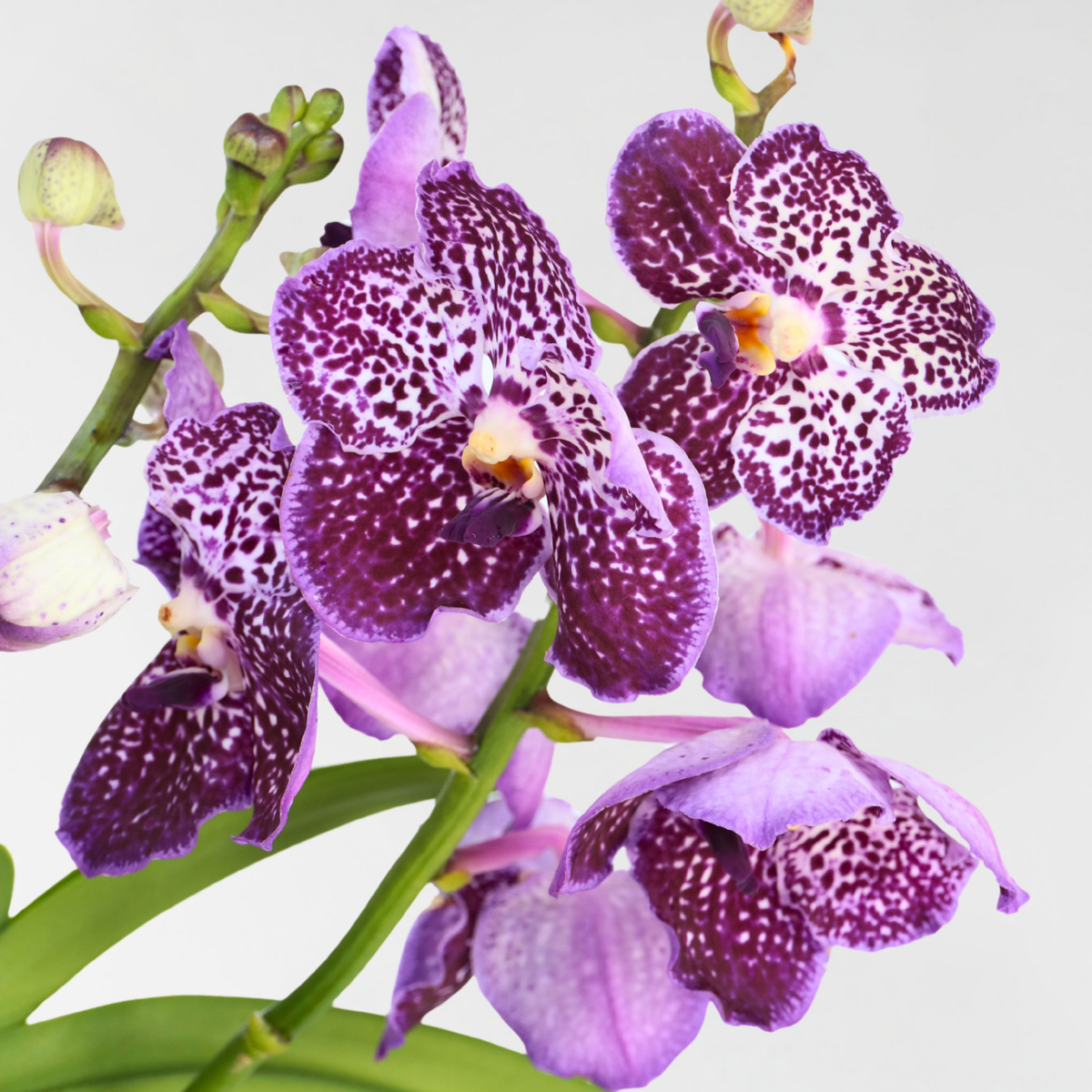 Vanda Orkidé - Vanda 'Lila' - Höjd 55-65Cm